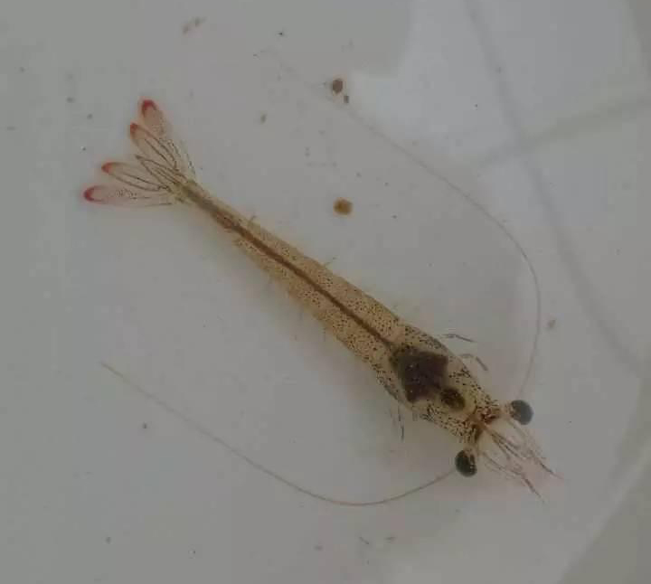 高溫多雨天氣，白蝦養(yǎng)殖需要注意哪些問題
